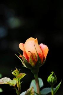 Rose blossom (Rosa sp.), salmon-coloured blossom with dark background, in a garden, Wilnsdorf,