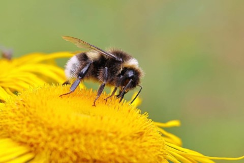 Garden bumblebee (Bombus hortorum), garden bumblebee, collecting nectar on a yellow flower of a