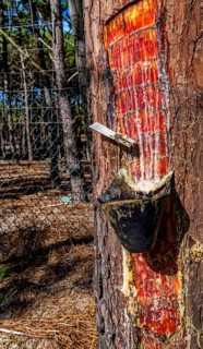 Extraction of tree resin according to traditional tradition, forest area in Nazare, Portugal