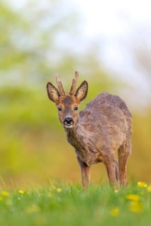 Roebuck (Capreolus capreolus) yearling with bast horns on a dandelion meadow in search of food,