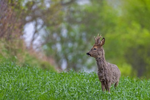 Roebuck (Capreolus capreolus) in a knee-high maize field, changing coat, attentive, Germany