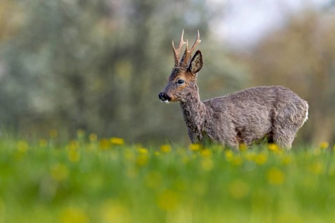 Roebuck (Capreolus capreolus) in a meadow with flowering dandelions, changing coat, attentive,