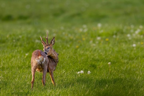 A roebuck (Capreolus capreolus) grooming, the old winter coat is visibly disturbing, coat change,