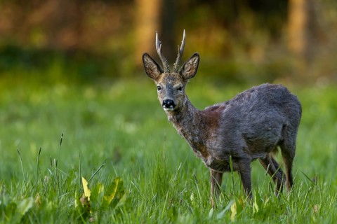A roebuck (Capreolus capreolus) loses its winter coat and the red summer coat becomes visible in
