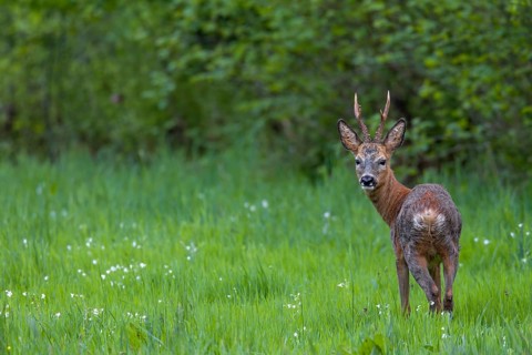 From mid-May, many roebucks (Capreolus capreolus) have almost completed their change of coat, eyes,