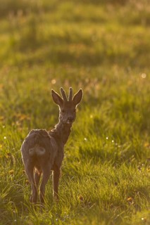 Roebuck (Capreolus capreolus) with velvet horns in backlight, eyes, eye contact, change of coat,
