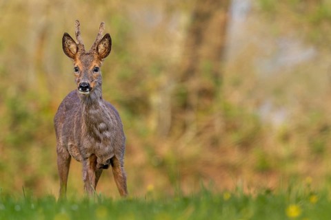 Roebuck (Capreolus capreolus) yearling eyes attentive, change of coat, attentive, Germany