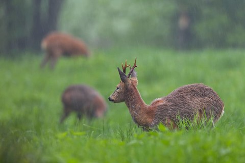 A roebuck (Capreolus capreolus) and two doe grazing in the rain in a meadow, change of coat,