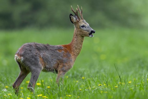 The roebuck (Capreolus capreolus) is massively infested with ticks, if you look closely you can