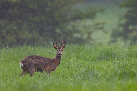 A roe buck (Capreolus capreolus) grazing in a meadow during a rain shower, change of coat, eyes,