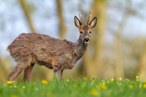 Roebuck (Capreolus capreolus) yearling with bast horns on a dandelion meadow in search of food,
