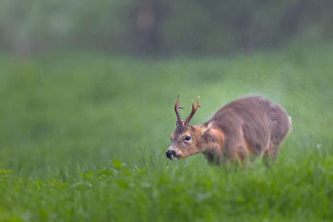 A roebuck (Capreolus capreolus) stands in the pouring rain in a meadow and shakes water out of its