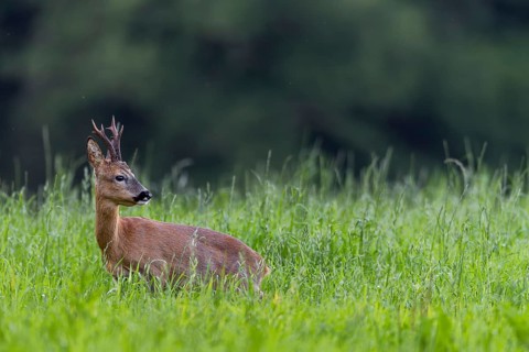 It is the beginning of July and the roebucks (Capreolus capreolus) can now be observed more