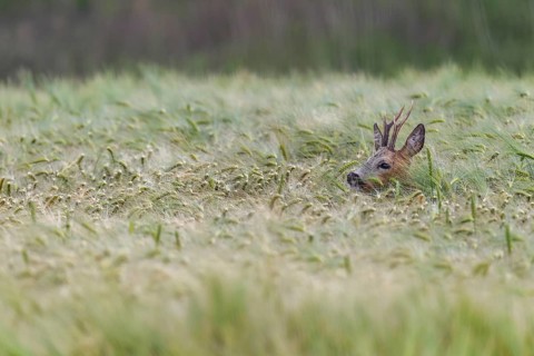 Roebuck (Capreolus capreolus) Gabler in a barley field, eyes, protection, Germany