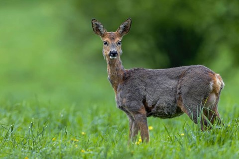 A doe (Capreolus capreolus) with clearly visible udder, an unmistakable sign that she is carrying