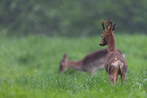 A roebuck (Capreolus capreolus) in the change of coat stretches its limbs while a dama (Dama dama)