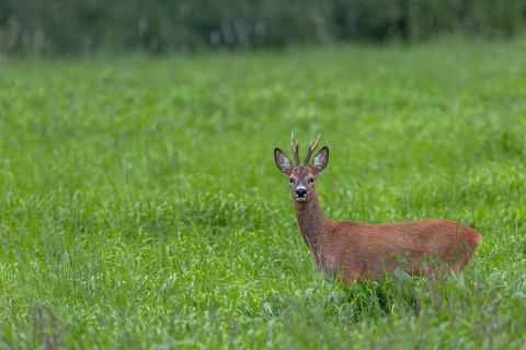 A roebuck (Capreolus capreolus) a few days in front of the start of the rut in optimal physical
