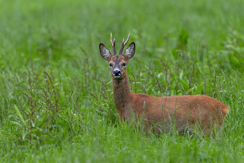 In mid-July, a few days in front of the start of the rut, the territorial roebucks (Capreolus