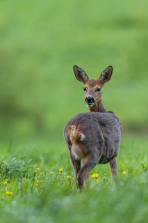 The clearly visible udder makes it easy to recognise that the doe (Capreolus capreolus) is leading