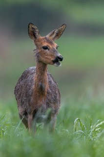 A pregnant doe (Capreolus capreolus) in moult grazing in the pouring rain in a meadow, pregnant,