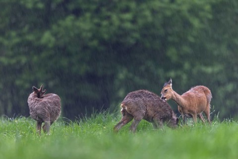 A doe licks and nibbles on the fur of a young roebuck (Capreolus capreolus), perhaps they are