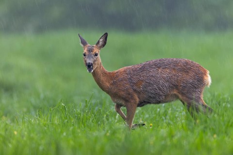 In a few days, this pregnant doe (Capreolus capreolus) will give birth to her fawns, pregnant,
