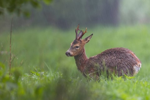 Roebuck (Capreolus capreolus) during a rain shower, change of coat, Germany