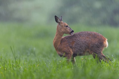 A pregnant doe (Capreolus capreolus) in moult grazing in the pouring rain in a meadow, moult,