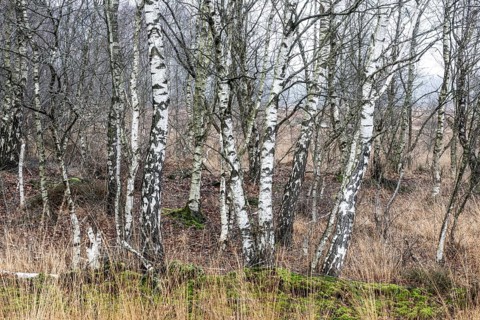 Birches (Betula pendula) in the moor, Emsland, Lower Saxony, Germany