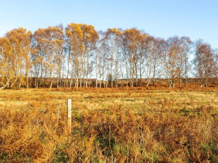 Silver birch trees, Betula pendula, brown autumn leaves on heathland, Sutton Heath, Suffolk,