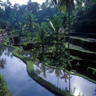 Terrace rice paddies near Tegallalang, Bali, Indonesia
