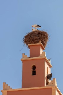 MAR, Dade Valley, storks