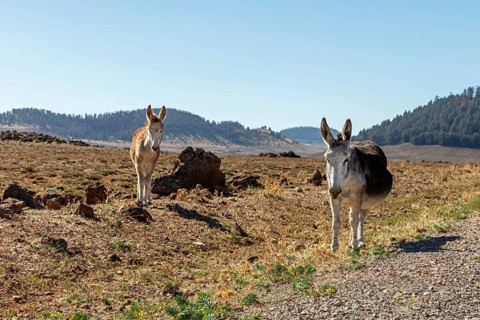 MAR, donkey