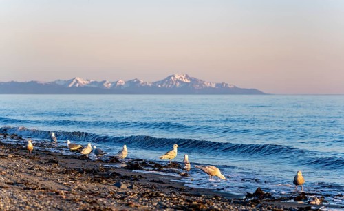 Seagulls on Anchor Point beach on Cook Inlet in the evening light, snowy mountain peaks of the