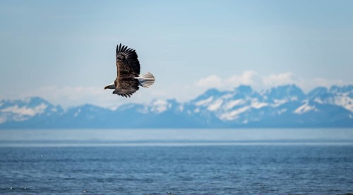 Bald eagle (Haliaeetus leucocephalus) in flight, Anchor Point at Cook Inlet, white mountain peaks