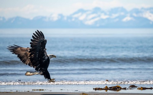 Bald eagle (Haliaeetus leucocephalus) in flight during landing, Anchor Point at Cook Inlet, white