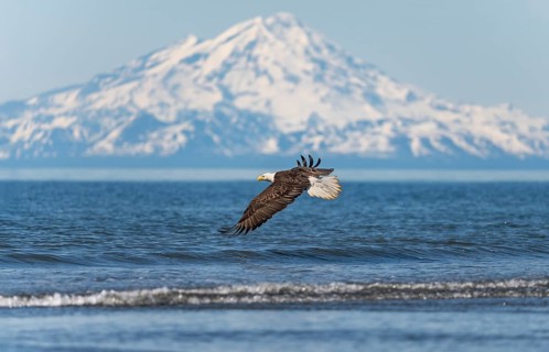 Bald eagle (Haliaeetus leucocephalus) in flight, Anchor Point at Cook Inlet, white mountain peak of