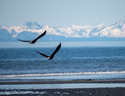 Two bald eagles (Haliaeetus leucocephalus) in flight on the beach of Anchor Point at Cook Inlet,