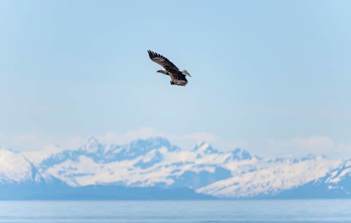 Bald eagles (Haliaeetus leucocephalus) flying on the beach at Anchor Point on Cook Inlet, snowy