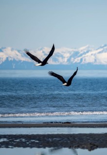 Two bald eagles (Haliaeetus leucocephalus) in flight on the beach of Anchor Point at Cook Inlet,