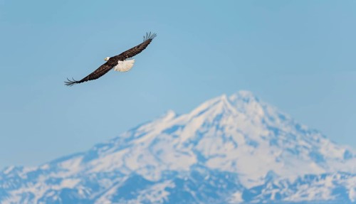 Bald eagle (Haliaeetus leucocephalus) flying on the beach of Anchor Point at Cook Inlet, white