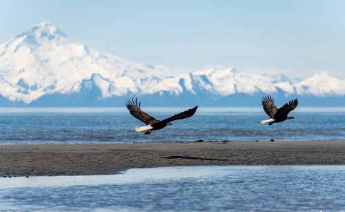 Two bald eagles (Haliaeetus leucocephalus) flying on the beach at Anchor Point on Cook Inlet, white