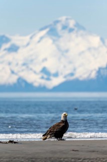Bald eagle (Haliaeetus leucocephalus) perches on the beach at Anchor Point on Cook Inlet, white