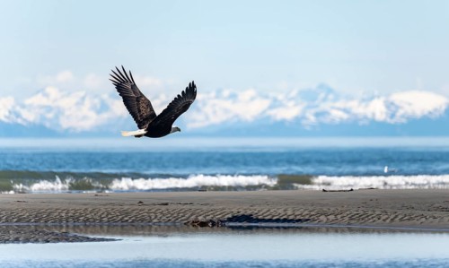 Bald eagle (Haliaeetus leucocephalus) flying on the beach of Anchor Point at Cook Inlet, white