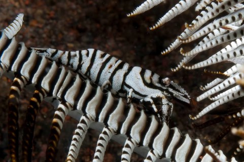 Underwater photo extreme close-up of mimesis camouflage of decapod shrimp Crinoid Shrimp (Laomenes