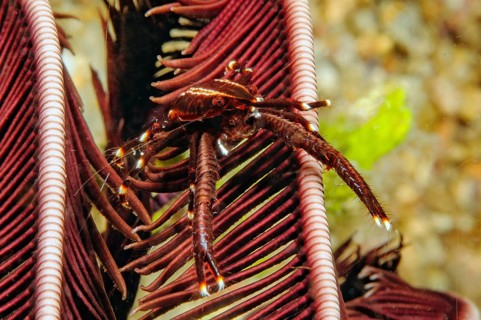 Underwater photo extreme close-up of reddish-brown variant of feather star bouncer crab