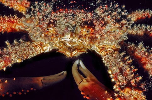 Underwater photo extreme close-up of whimsical hairy spider crab (Amphithrax pilosus) with unusual