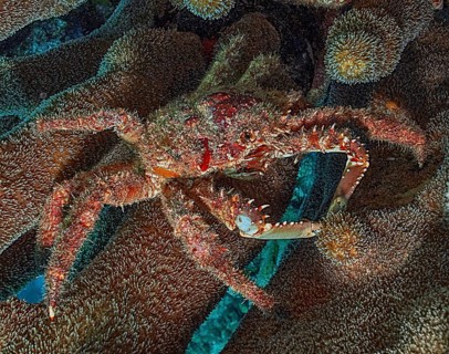 Underwater photo close-up of Spiny West Indian Spider Crab (Maguimithrax spinosissimus) synonyms