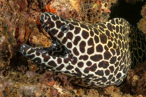 Underwater photo of large net moray eel (Gymnothorax favagineus) looking out of living height into