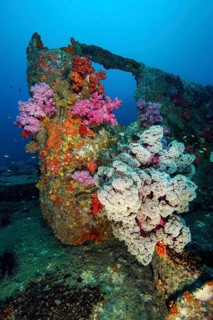Underwater photo of colourful soft corals (Dendronephthya) growing on metal part of sunken